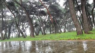 공원 바닥에 떨어지는 빗소리.심리적 안전과 집중에 도움을 주는  빗소리.ASMR.  The sound of rain that helps you concentrate