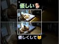 犬と猫の添い寝の違い　 shorts 犬　 猫　 cat dog