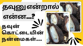 தவுன் கொட்டை நன்மைகள் | Benifits of Thavunu | what is Thavunu kottai |what is Daunu fort|   Thavun