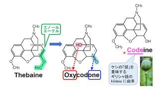 【薬の一般名の由来を知ろう！：薬名[語源]事典mini】オキシコドン