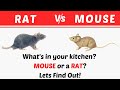 Difference Between a Rat and a Mouse-Different facts about Rats and Mice-Difference Video#5