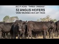 Voss A+ Heifers 1 3381A