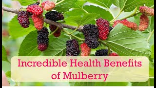 Incredible Health Benefits of Mulberry Fruit