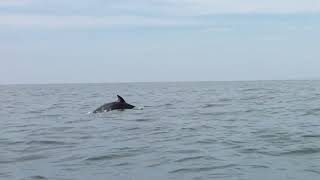 柏崎海水浴場 イルカ