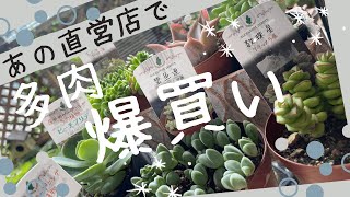 【多肉植物】大好き🥰カクト•ロコさんで多肉狩り✨往復10時間、浜松まで行ってきた🚗