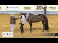 2024 aqhya world champion performance halter mares