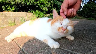 ドロボー髭の茶シロ猫ちゃんがモフりやすい場所まで移動してくれた