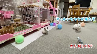 【うさぎ・チンチラ・インコ】お互いを気にする姿が可愛い