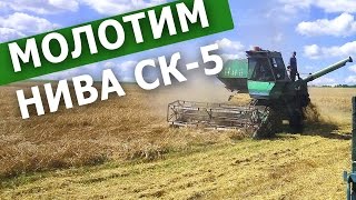 Молотим ячмень. Нива СК-5 и МТЗ-82 с ЮМЗ-6кл и 2ПТС. #СельхозТехника_ТВ №31