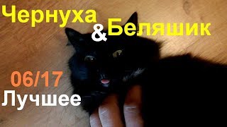 Кошки Чернуха и Беляшик - лучшее (Июнь17)