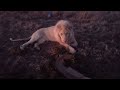 white lions play at dusk