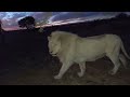 white lions play at dusk