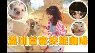 深圳首家浣熊咖啡🐻| 近距離擁抱小動物 | feat.刺蝟、土撥鼠、蜜袋鼯、倉鼠、兔子 #浣熊#蜜袋鼯