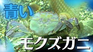 「珍！青いモクズガニ　桂浜水族館に仲間入り」こうちeye2023/10/2放送