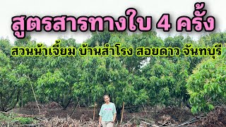 สูตรสารทางใบ 4 ครั้ง ลำไยน้าเจี้ยม มีนา 2566