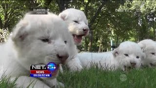 4 Bayi Singa Putih Langka Lahir di Taman Safari Taigan, Crimea - NET24