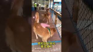 #黃金獵犬：又稱為黃金尋回犬，是一種作為用來在配合射擊狩獵而培養出來的中大型獵犬。「尋回犬」這個名字是指該品種因性格穩重加上咬合力溫柔，叼咬物體時能做到不將其損壞，適合用來幫助獵人尋回被擊斃的獵物。