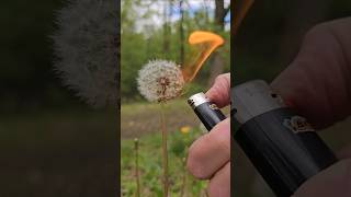 Survival food - dandelion seeds