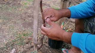 GRAFTING GRAPES AFTER 4MONTHS FROM PLANTING, GRAFTING TECHNIQUE / ANOTHER GRAPES GRAFTING TECHNIQUE