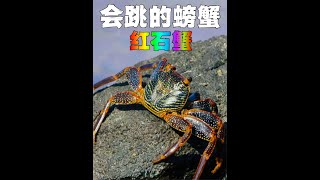 为了干饭学会了跳跃的螃蟹，每天都是一场与死神的赛跑。 #海洋生物  #动物世界   #神奇动物在抖音