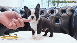 ☆ボストンテリア☆子犬☆ーブサカワ専門犬舎ーBULLDON'S