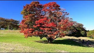 大峰高原の七色大カエデ・4K