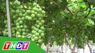 Nho kiểng Ninh Thuận hút hàng dịp Tết | THDT