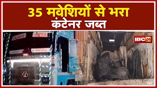 Sheopur News : 35 मवेशियों से भरा Container जब्त | दम घुटने से कुछ मवेशियों की हुई मौत