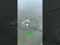 Watermelon Traps GIANT Fish!