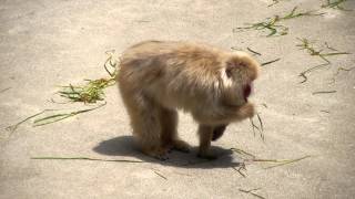 サル山：アザミと赤ちゃん（ニホンザル）＠上野動物園 - DSCN3762