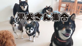 黒犬さん集合　🐶ひみつきちなう！#2🐶  (チワワ 柴犬 トイプードル ビションフリーゼ ミニチュアシュナウザー マルペキ) 2021年6月1日