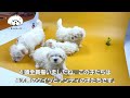 【生後6週間】4頭のマルチーズの子犬が生まれました。様子をご報告します。