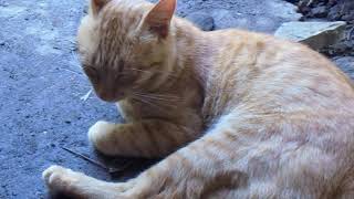 Gato durmiendo tranquilamente en el campo