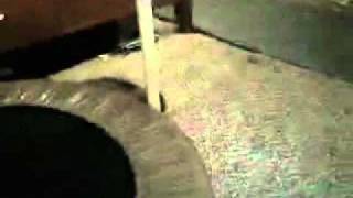 Facebook (8) - Raymond Palmer Robinson.mp4