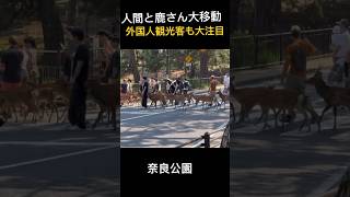 鹿と人間大移動🦌外国人観光客も大注目🫎奈良公園