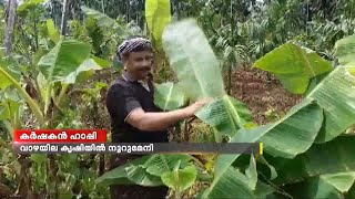 വാഴയില കൃഷിയിൽ നൂറുമേനി കൊയ്ത് കോഴിക്കോട്ടെ കർഷകൻ