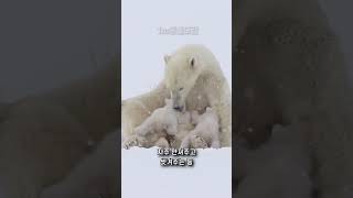 북극곰⛄세상에서 가장 큰 육식 동물 #동물 #북극곰 #shorts