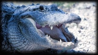 Alligator Attacks 02 - Dangerous Animals - Time Lapse