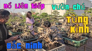 Nổ liên tiếp nhiều TP Bonsai vườn chú Tùng Kính Bắc Ninh