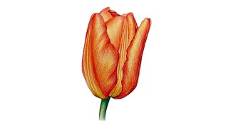 초보를 위한 보태니컬 아트 | 튤립 그리기 | Drawing Tulip | Botanical Art