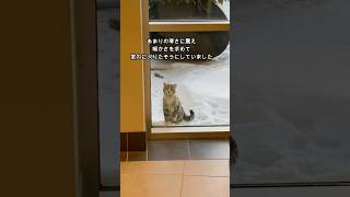 あまりの寒さに震えながら消防署の入口で助けを求めてきた野良猫 #感動 #猫  #野良猫 #cat