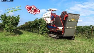 Metal Gei | Lambrusco Grape Harvest | Raccolta Uva per Lambrusco