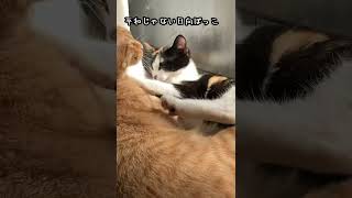 平和じゃない日向ぼっこ #猫 #子猫 #趣味 #family #茶太郎 #茶トラ #三毛猫 #ミク