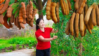 Single Girl Harvest tamarind \u0026 Goes To Market Sell | Harvesting And Cooking | Lý Song Ca