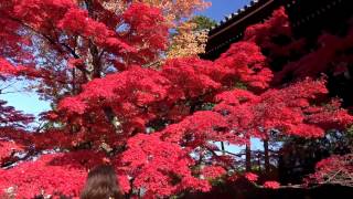 真如堂（真正極楽寺）の紅葉