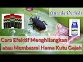 Cara Membasmi / Mengatasi Hama Kutu Gajah