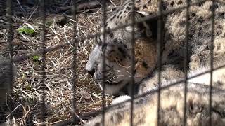 20240304 多摩動物公園 ユキヒョウ ~Japan Tama Zoological Park snow leopard~