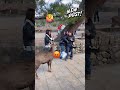 鹿はお尻が大好き？奈良公園の訪問者の面白い反応 nara deer park in japan nara deer sika nara deer😂🌸❤️🦌