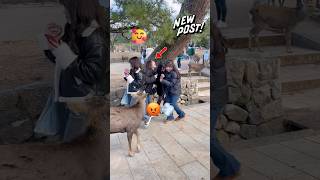 鹿はお尻が大好き？奈良公園の訪問者の面白い反応 | Nara deer park in Japan | Nara deer sika | Nara deer😂🌸❤️🦌