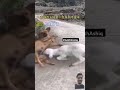 நான் நாய் டா funny doglover cutedog pets comedy dog dubbing funnyanimals shortsfeed goat